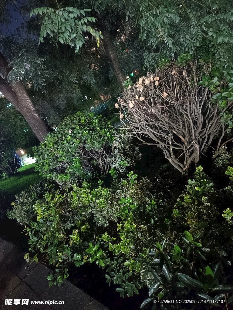 繁茂绿植景观