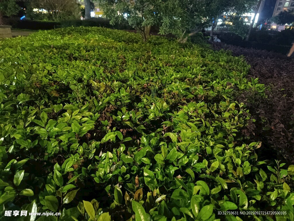 夜晚翠绿繁茂的灌木丛