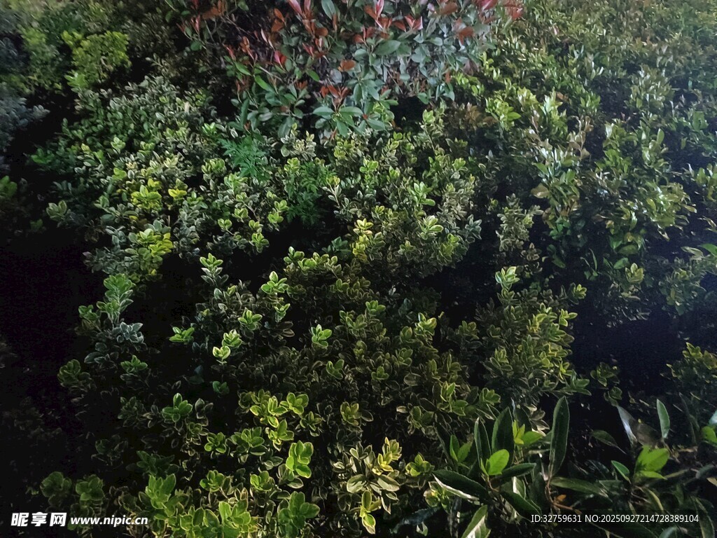 繁茂绿植景观