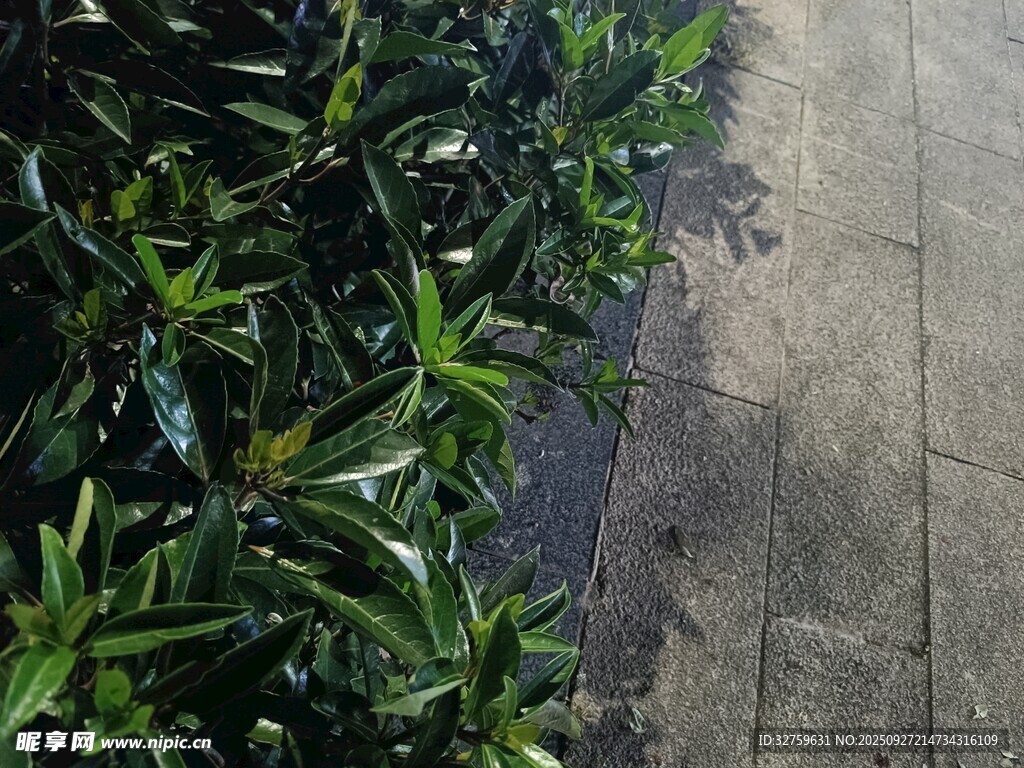 路边绿植与石板路面
