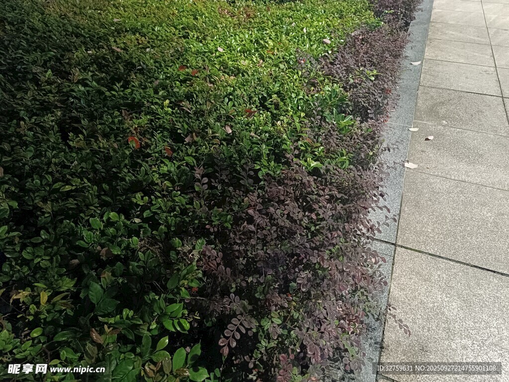 路边多彩绿植景观