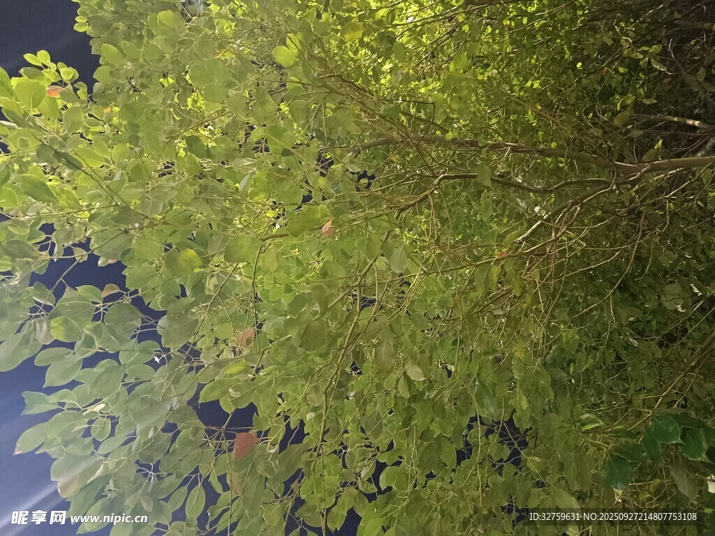繁茂绿