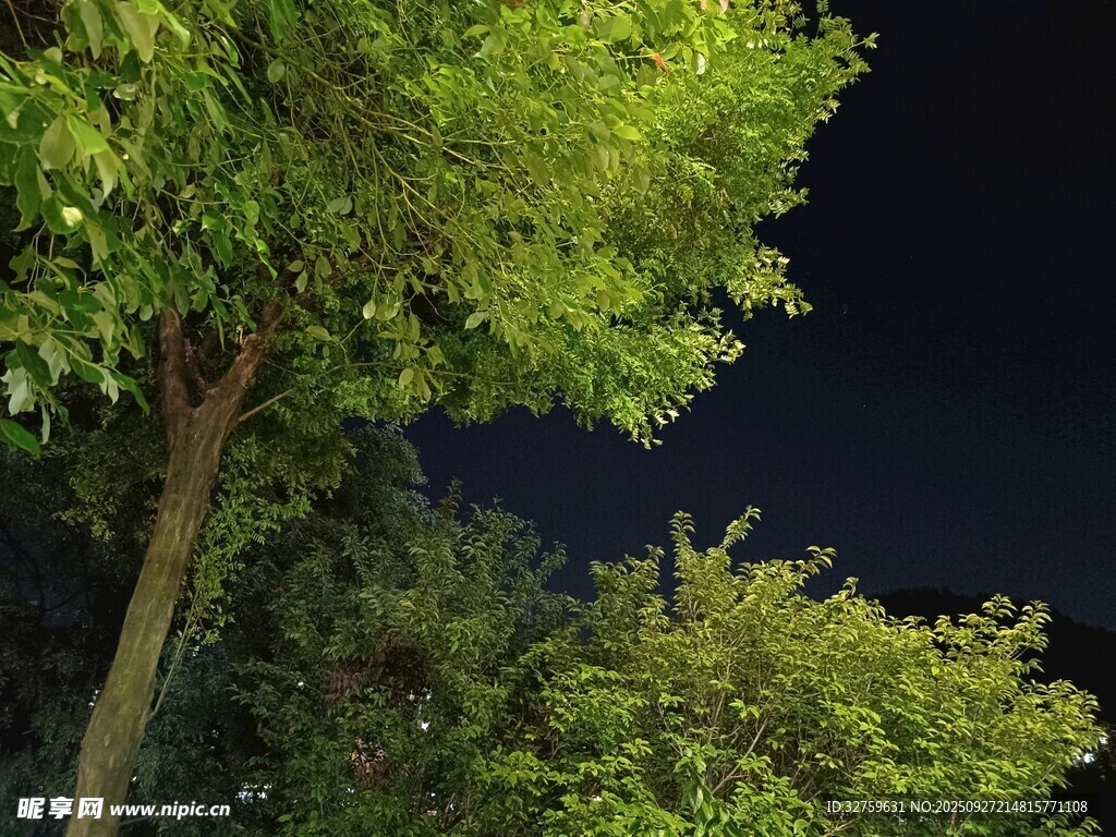 夜晚中的葱郁绿树