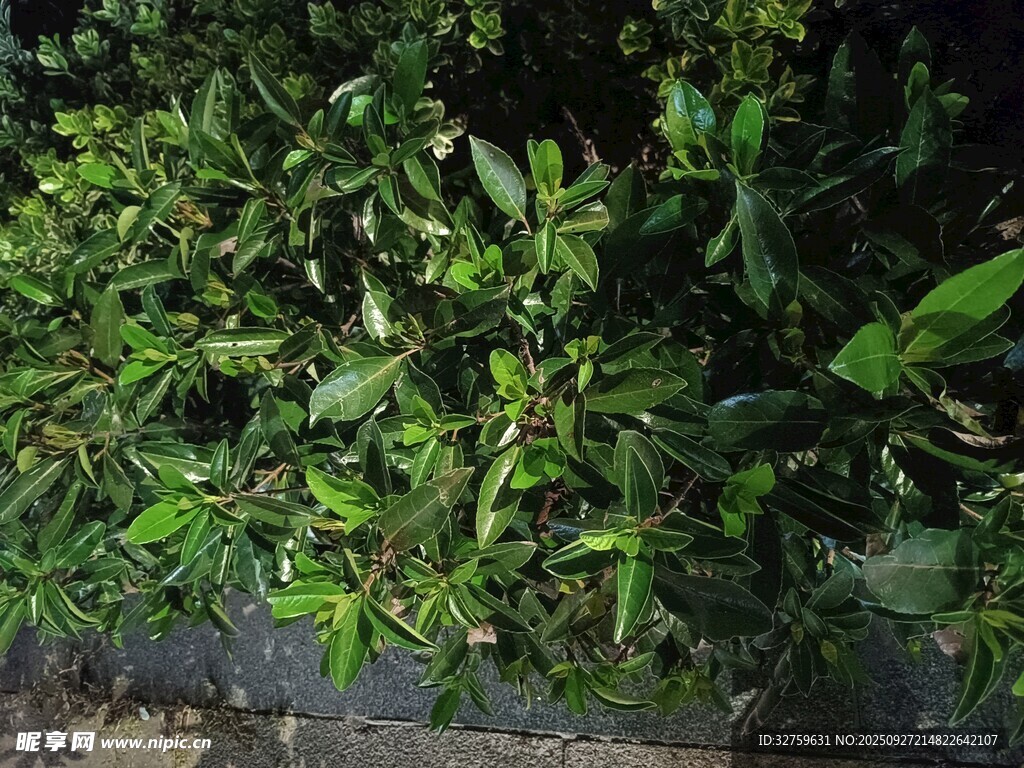 茂密绿植景观
