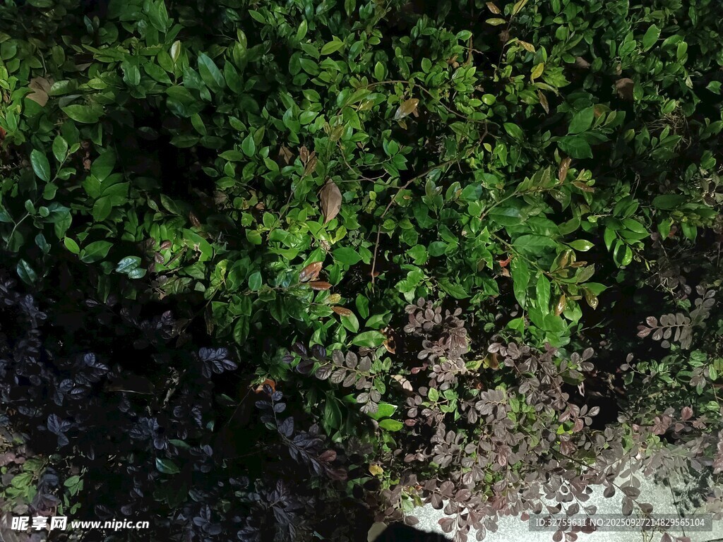 岸边翠绿繁茂的植物景观