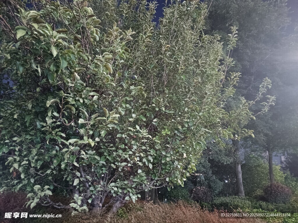 雾中葱郁树木景观