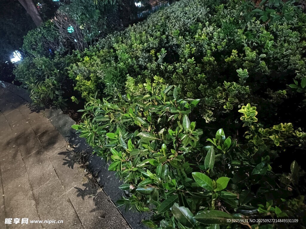 夜间绿植景观