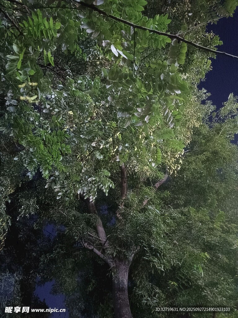 夜幕下的繁茂树木