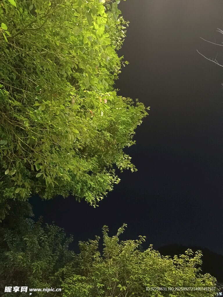 绿荫下的静谧水面