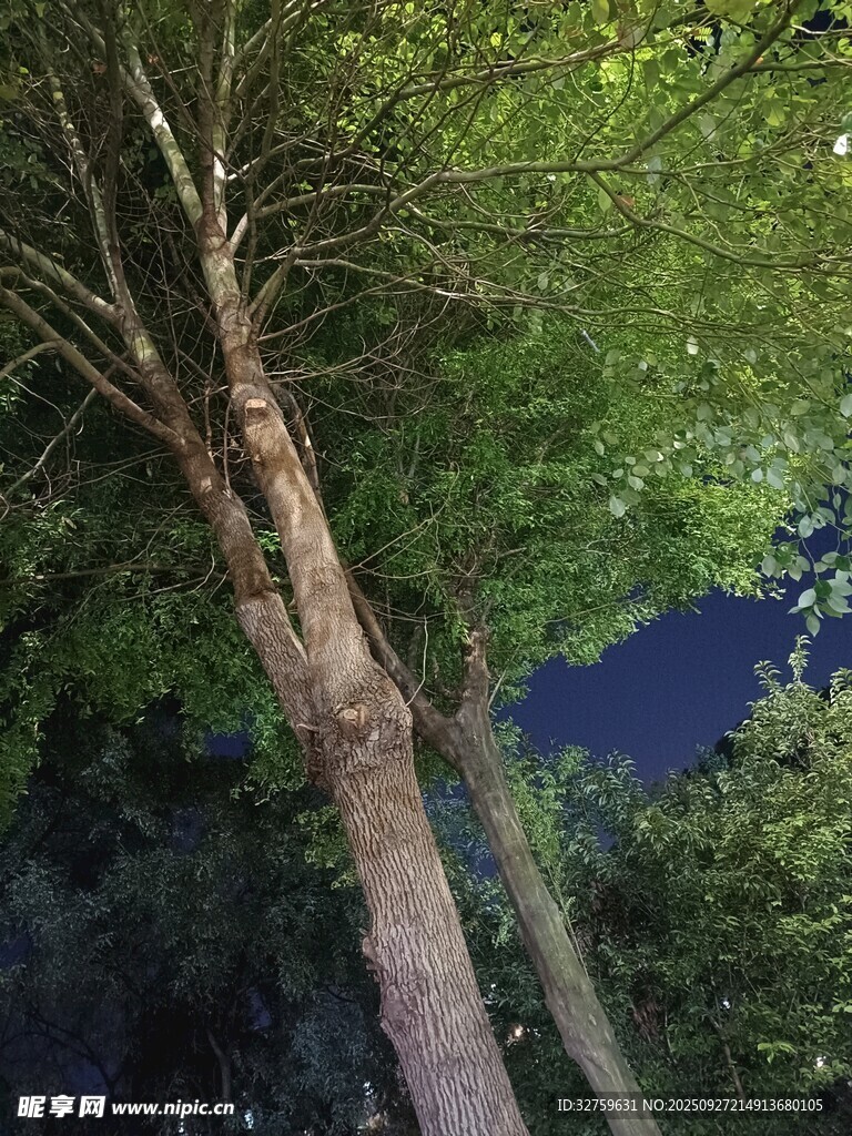林间树干与葱郁枝叶景观