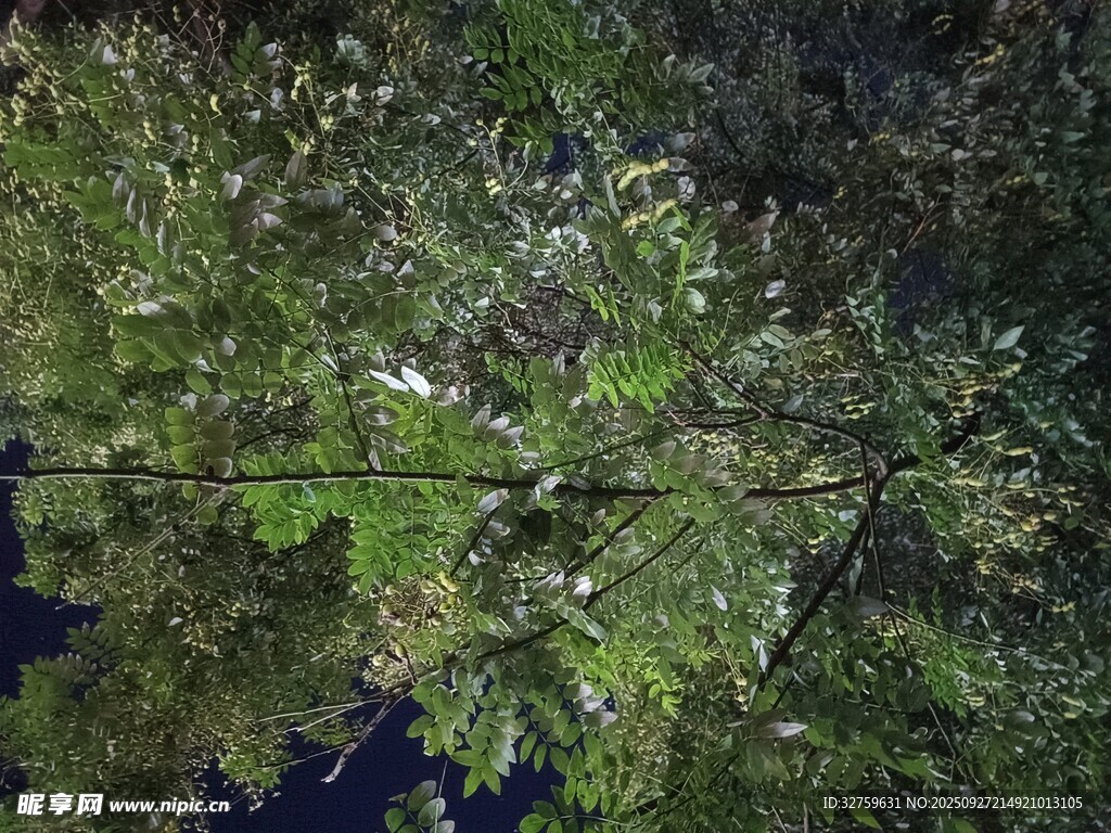 卫星视角下的城市与绿地