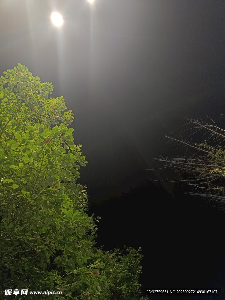 雾夜中的绿植与灯光