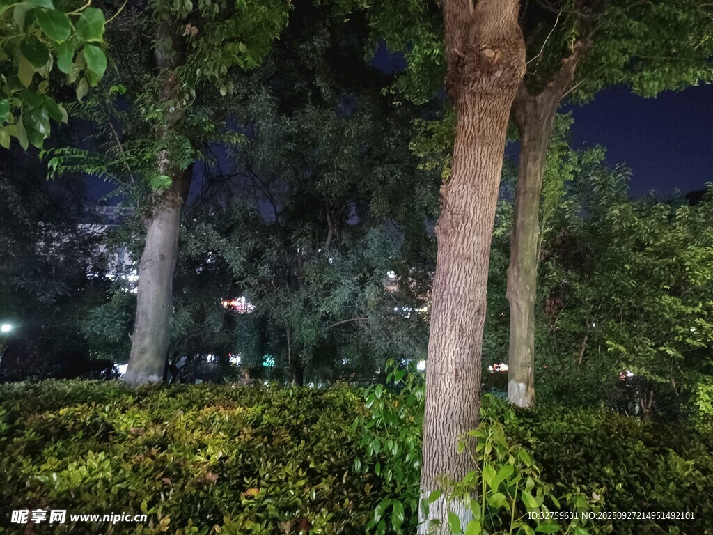 夜晚林荫下的静谧绿植