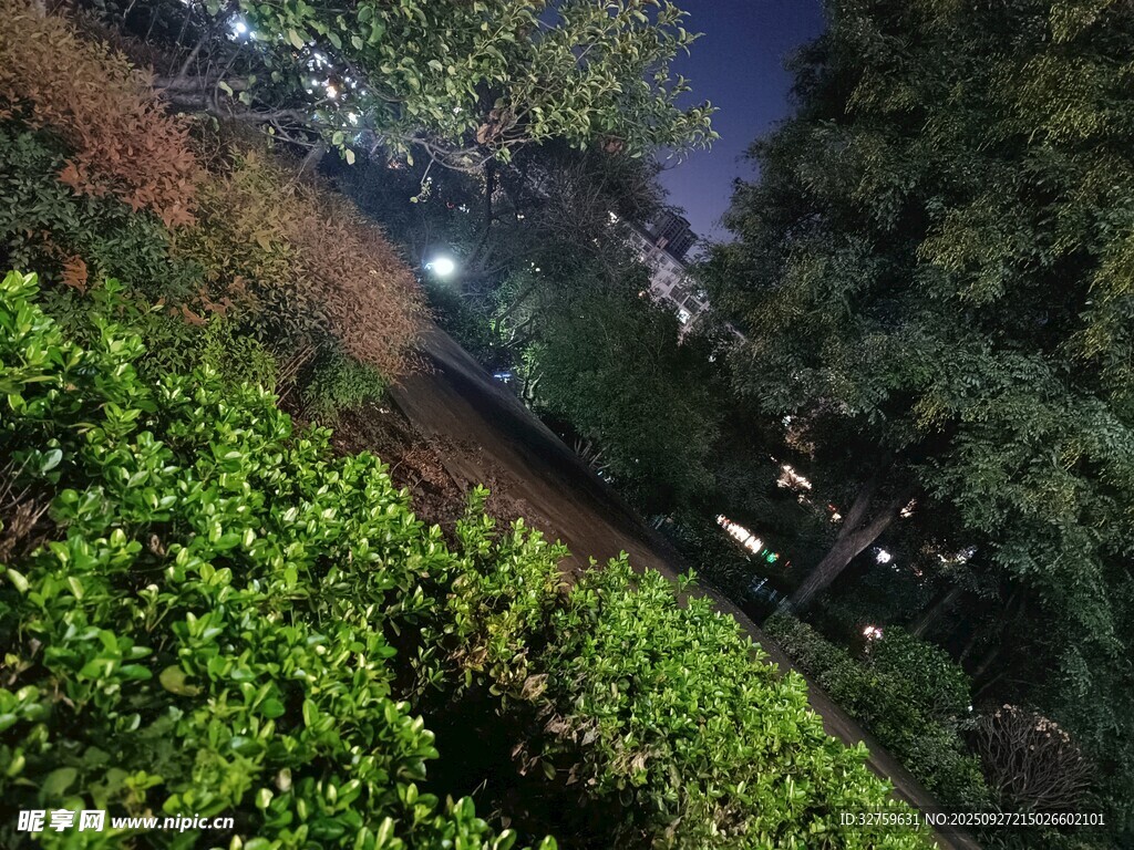 夜晚绿植环绕的静谧小道