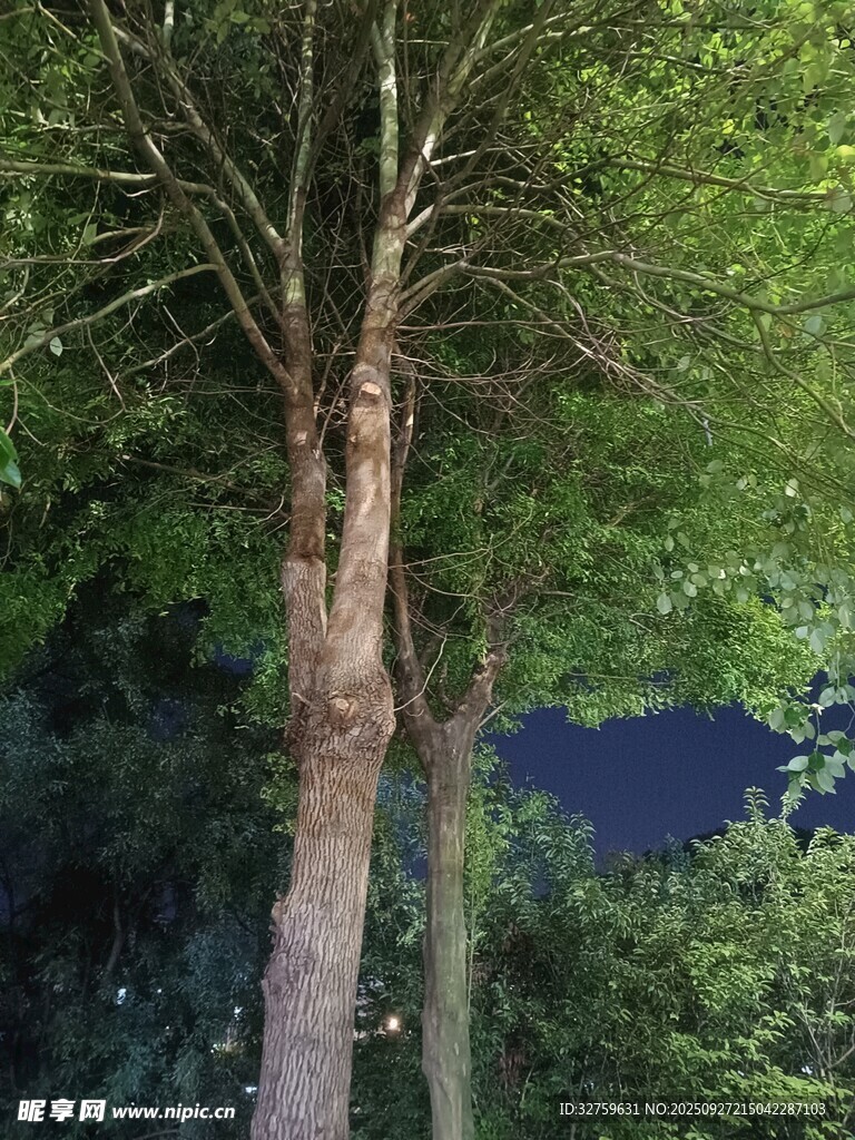 林间挺拔树木与幽蓝背景