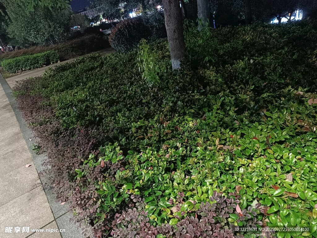 夜晚路边的绿植景观