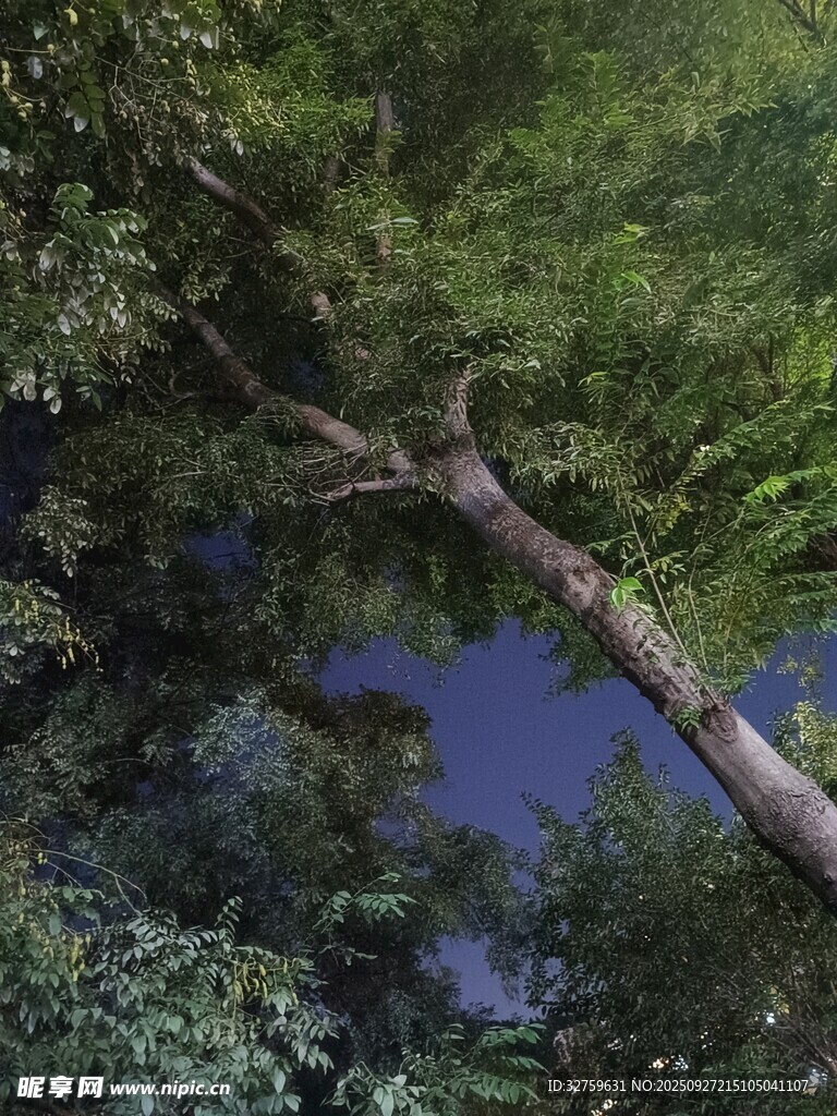 森林中倾斜的粗壮树木