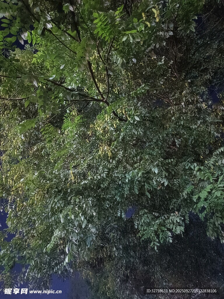 茂密绿意盎然的繁茂树林