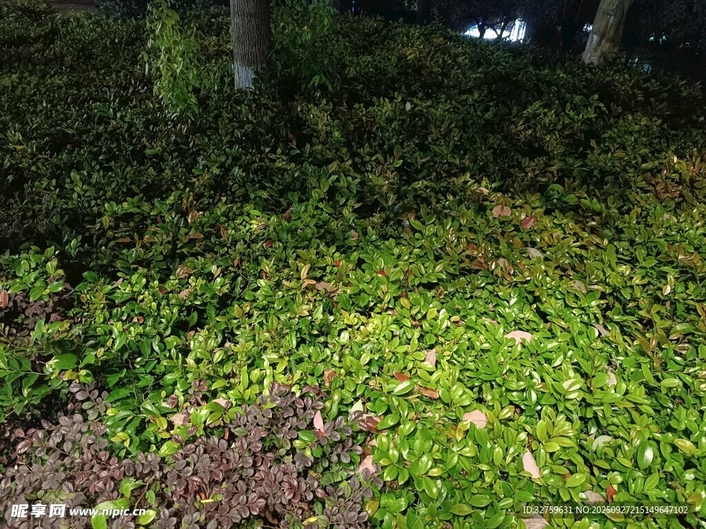 绿意盎然的地面植物景观