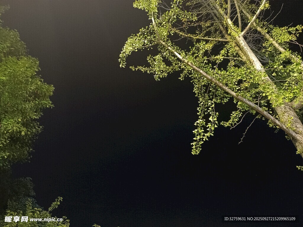 夜空中的繁茂树枝