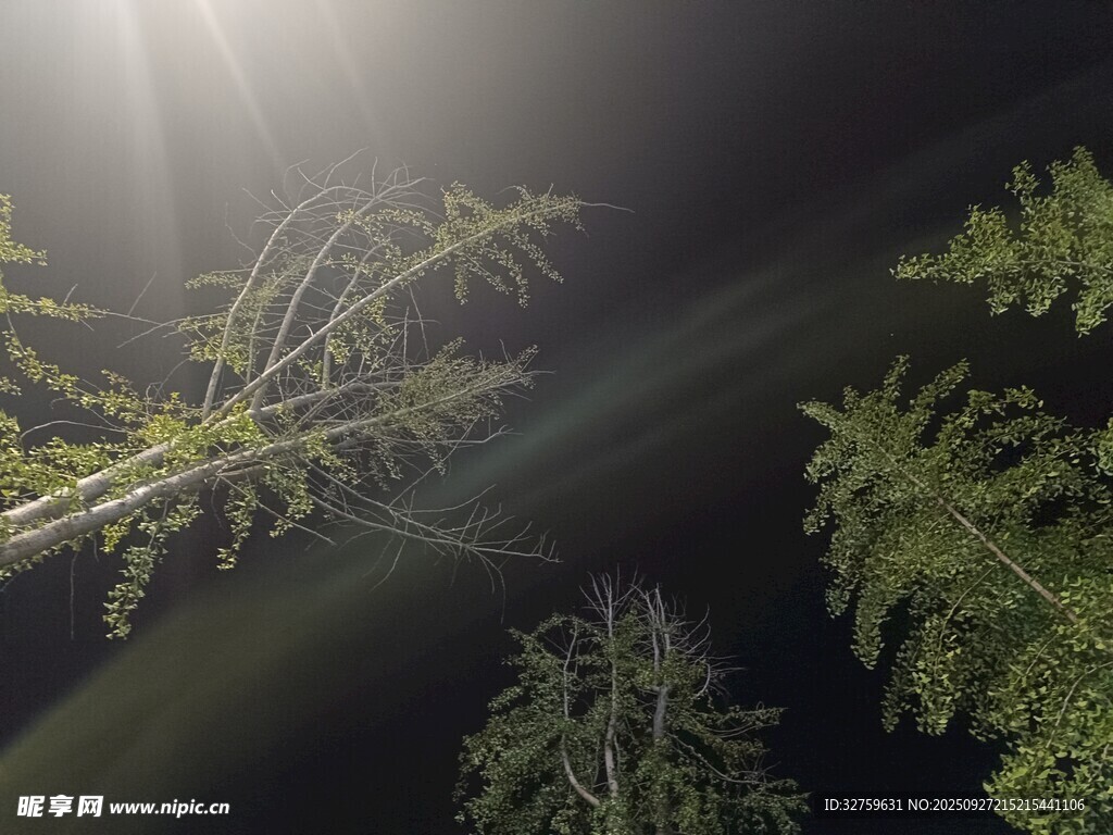 夜中植物沐浴神秘光线
