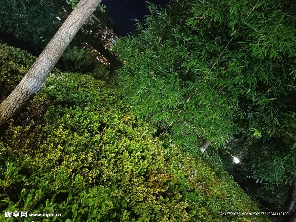 夜间绿植景观