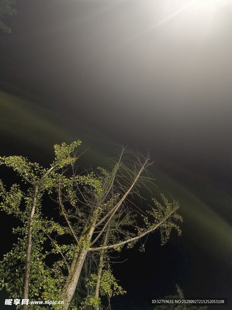 月夜下的树木剪影