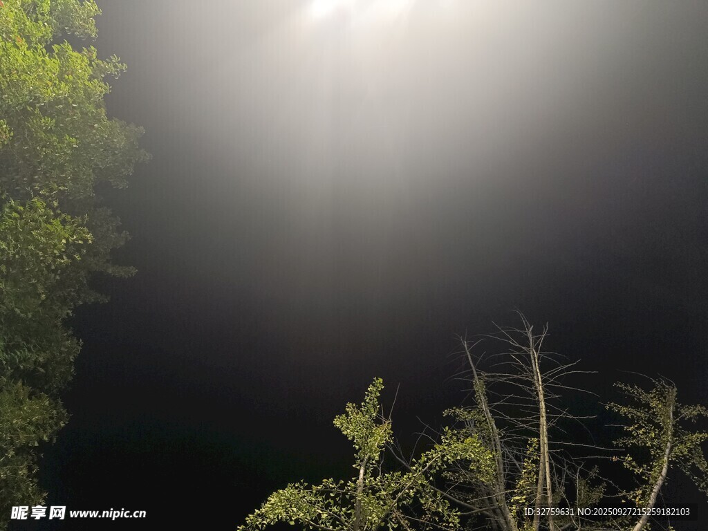 月夜下的树木景观
