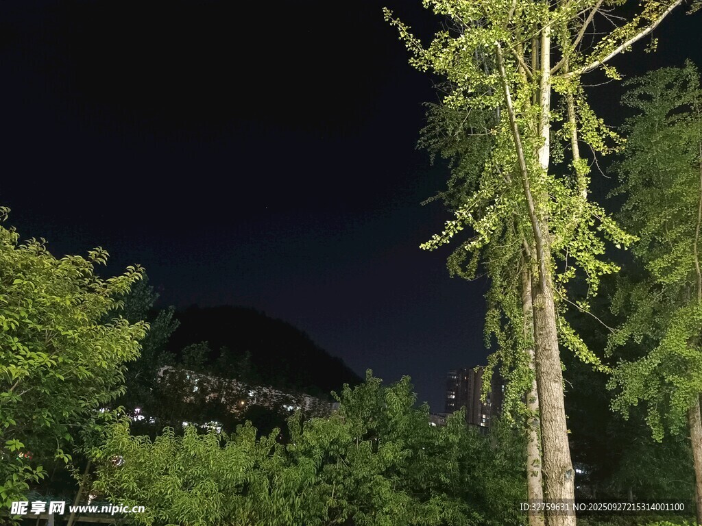 夜下葱郁树木景观