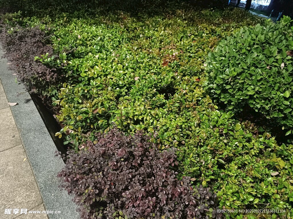 多彩灌木景观