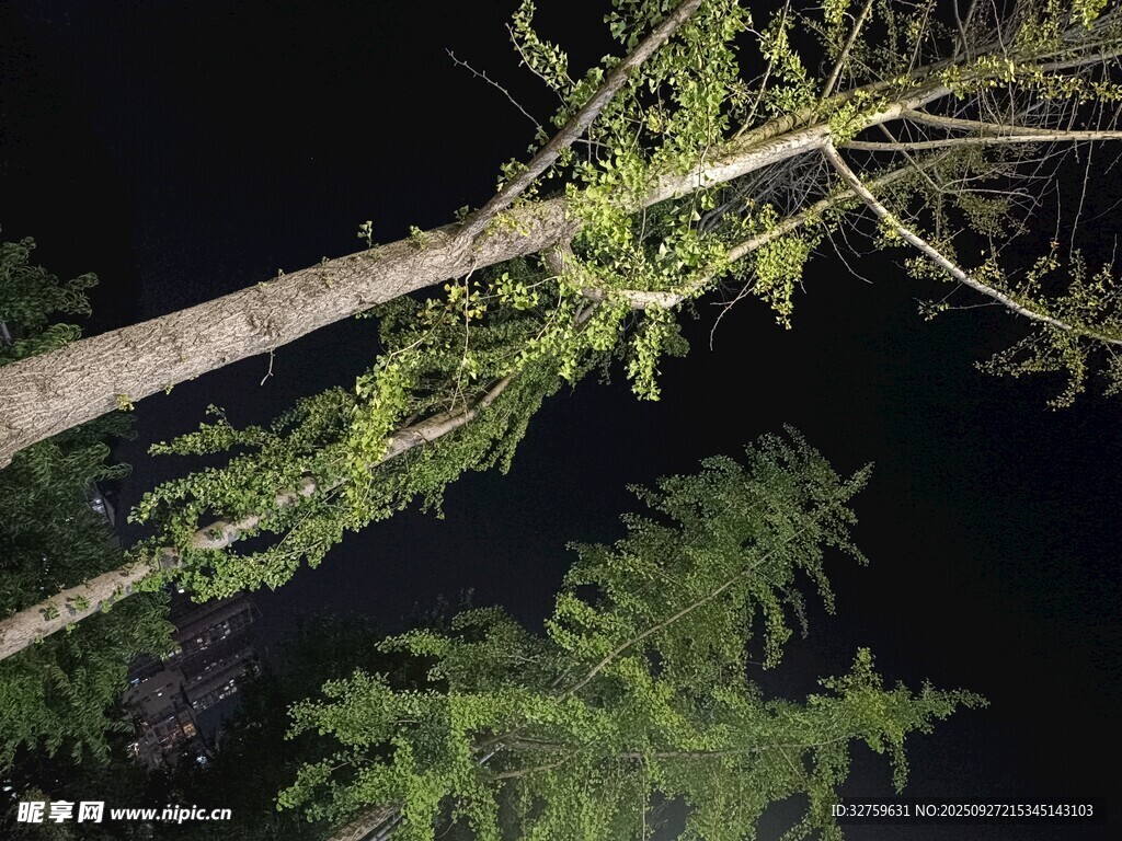 夜间倾斜的茂密树木