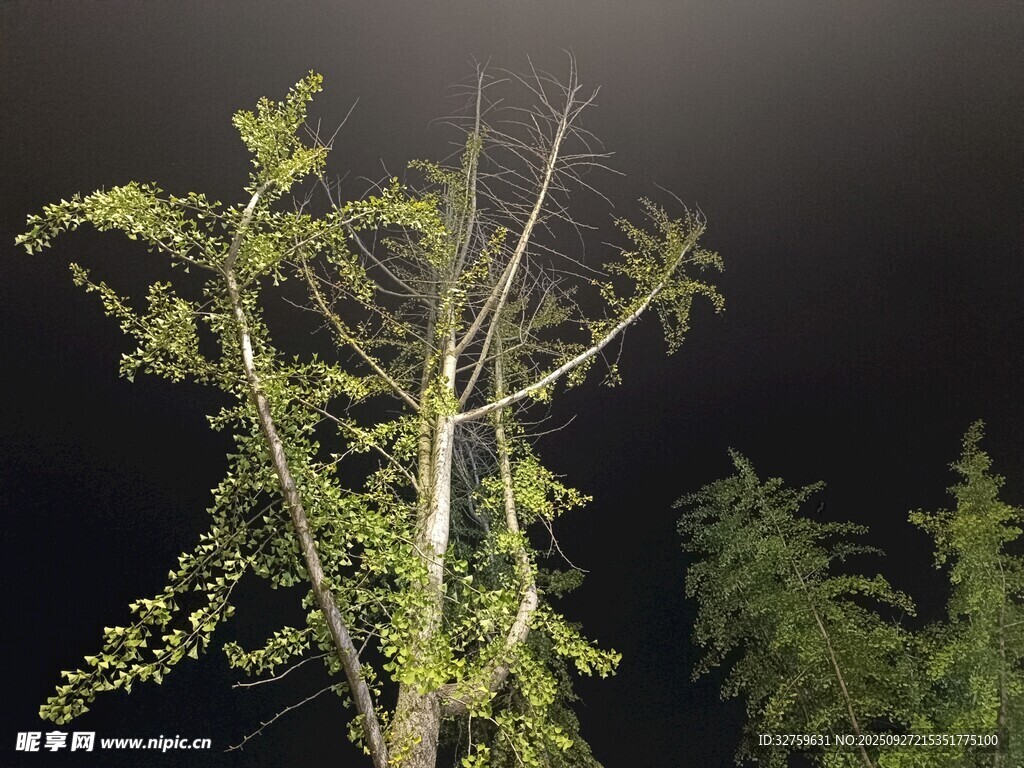 夜中孤树
