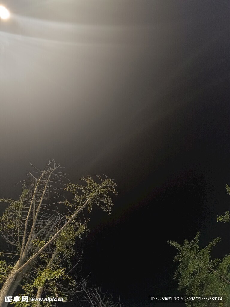 夜间暗光下的植物景象