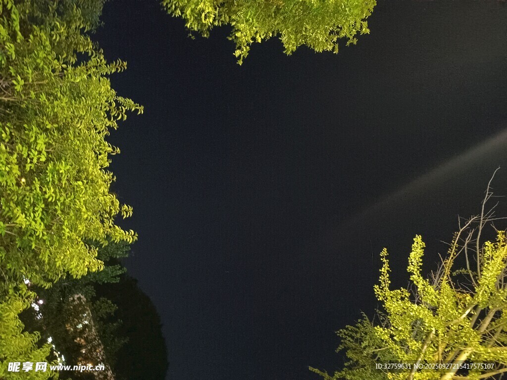 夜空下的葱郁树梢