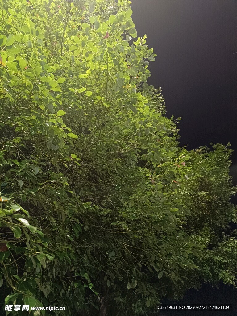 茂密绿植景观