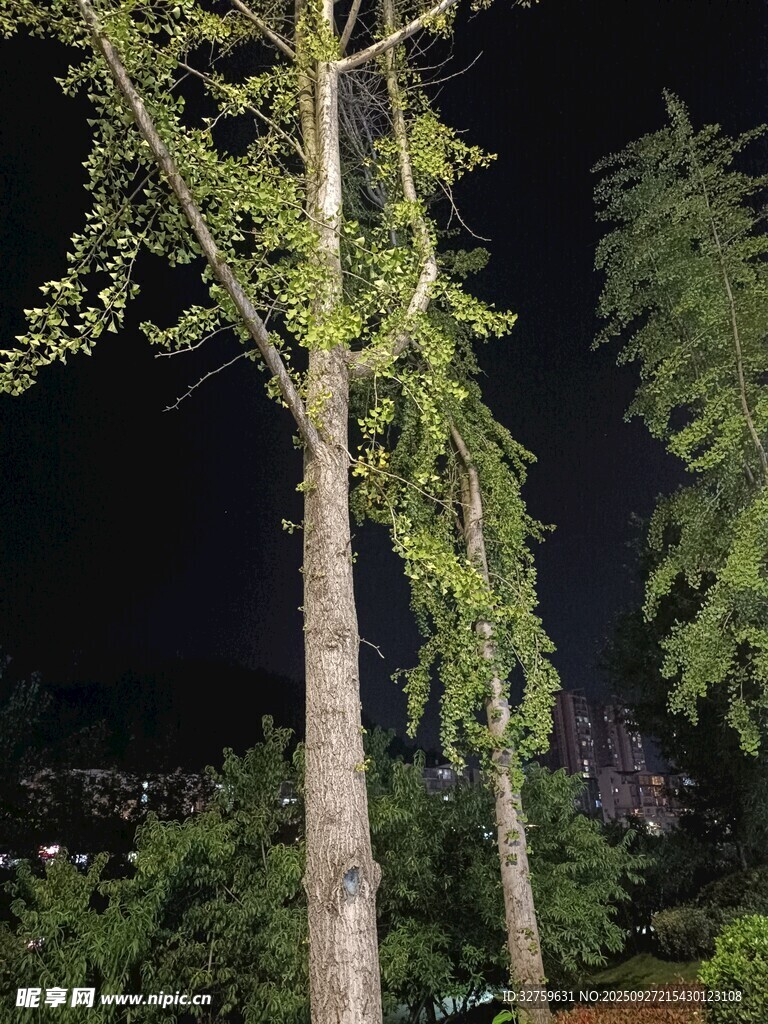 夜下垂枝树木的静谧景致