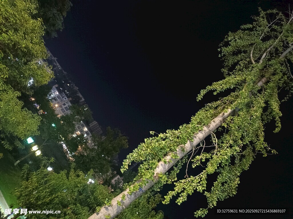 夜空下的树木与远处景致