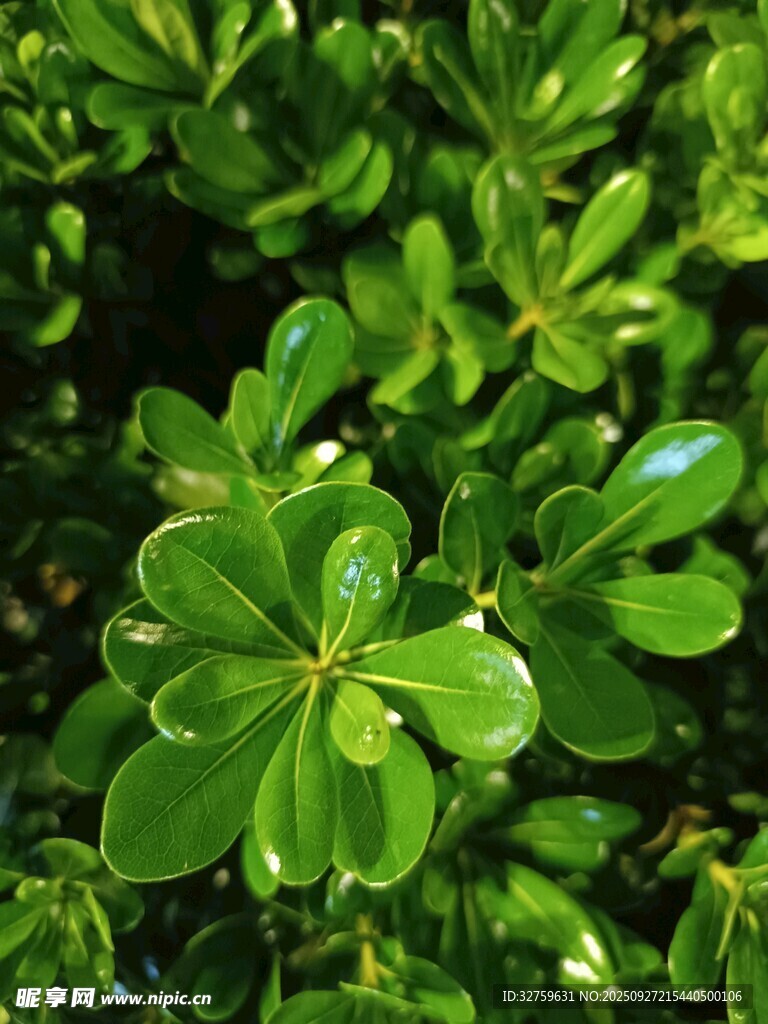 翠绿叶片的清新植物