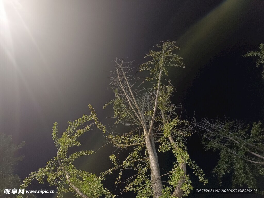 夜中松枝映月光