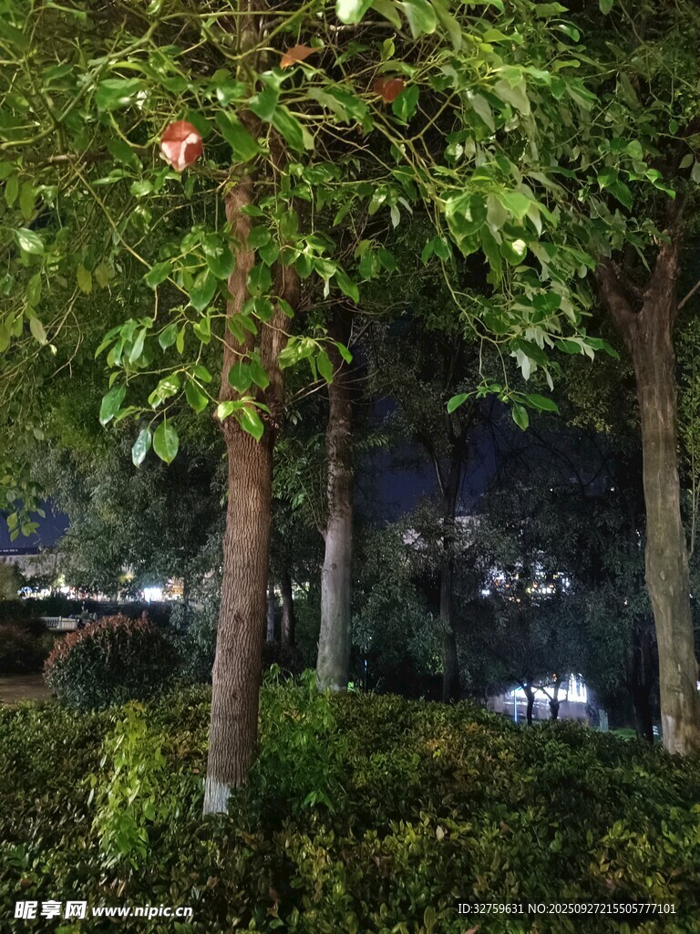 夜晚绿植景观