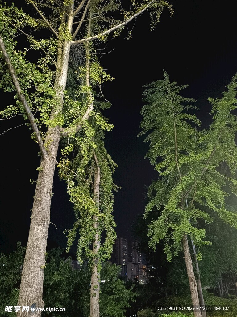 夜晚中的挺拔树木