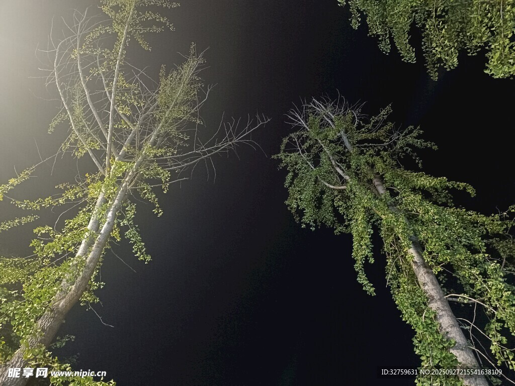 仰视挺拔翠绿的树木