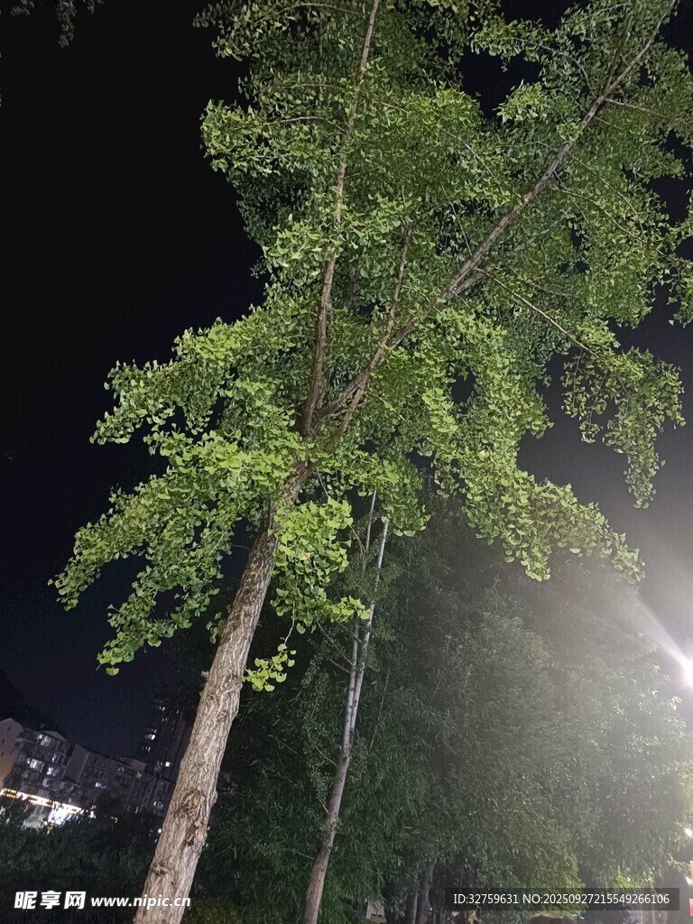 夜灯下的葱郁树木