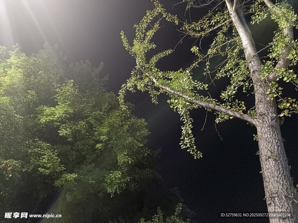 林间晨光中的树木