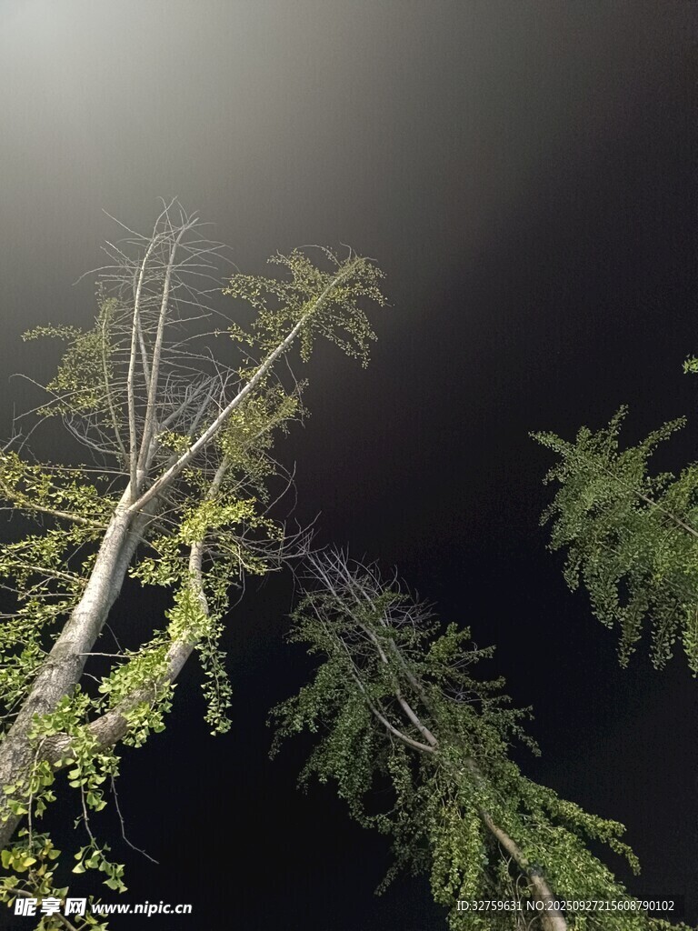 夜空下的挺拔树木
