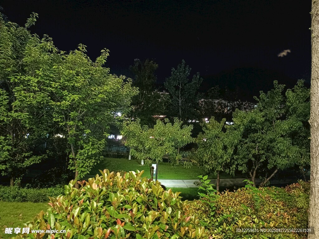 夜晚花园绿植景观
