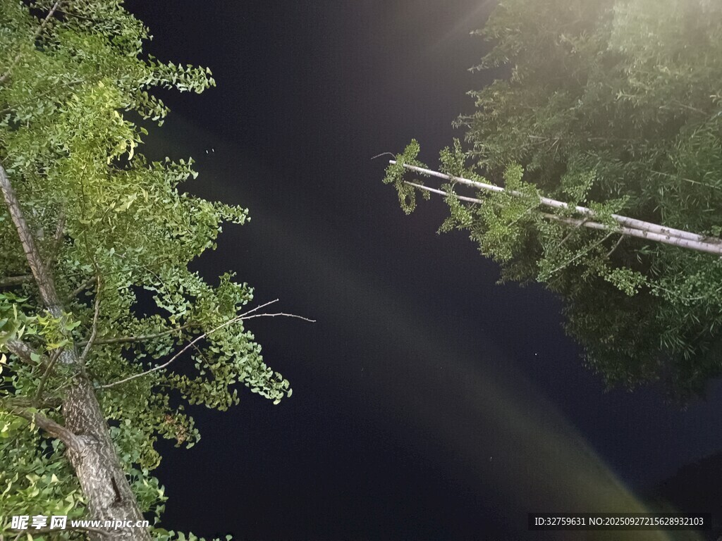 夜林光束穿透茂密枝叶