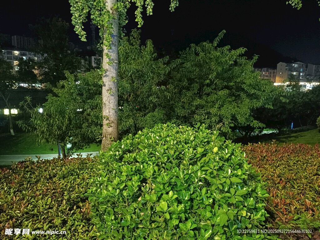 夜晚绿植景观