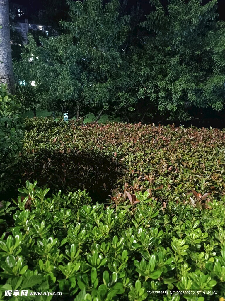 夜晚绿植景观