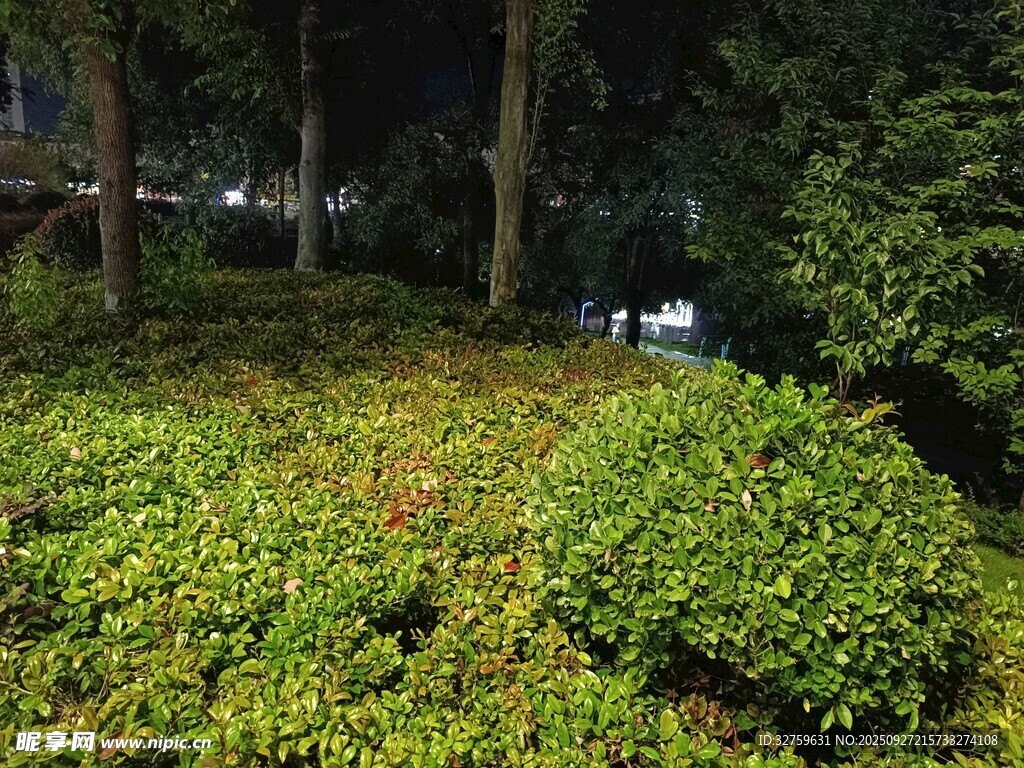 绿意盎然的林间灌木丛